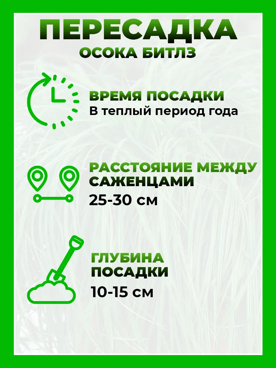 Осока гибридная Битлз