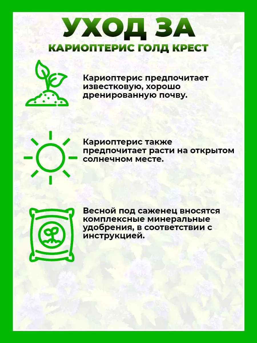Кариоптерис кландоненский Голд Крест