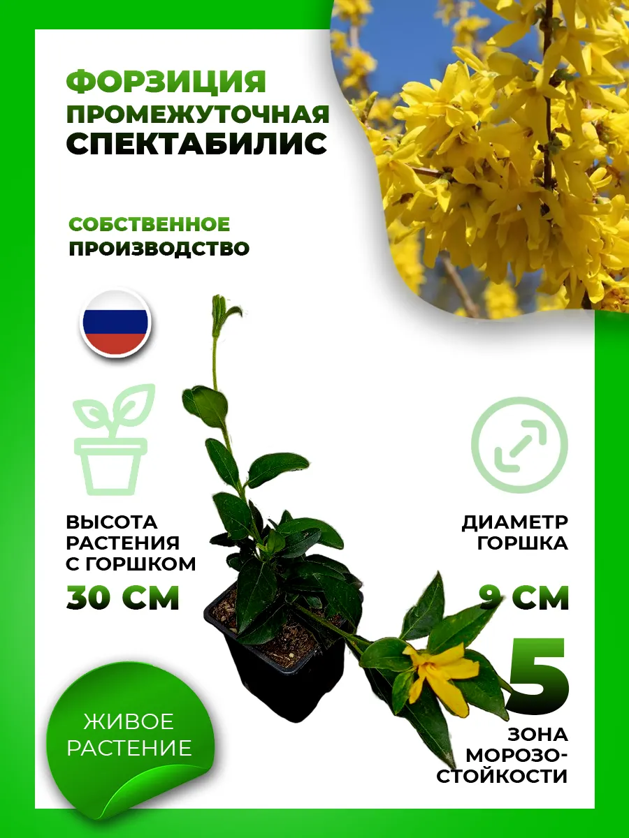 Форзиция промежуточная Спектабилис