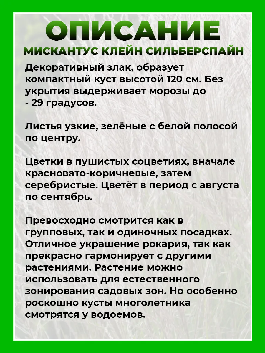 Мискантус китайский Клейн Сильберспайн