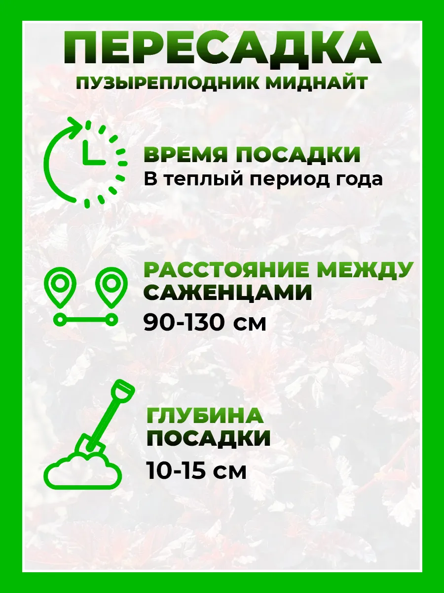 Пузыреплодник калинолистный Миднайт