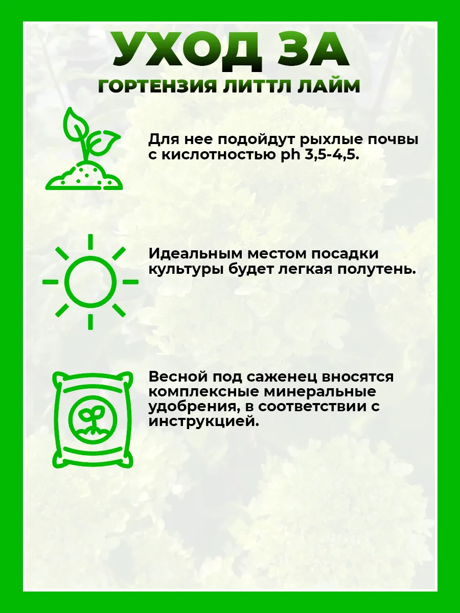 Гортензия метельчатая Литтл Лайм