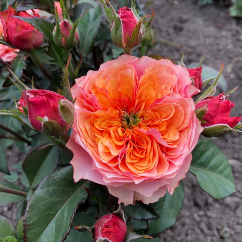 kensington-gardens-21-1