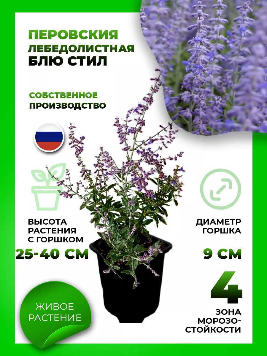 Перовския лебедолистная Блю Стил