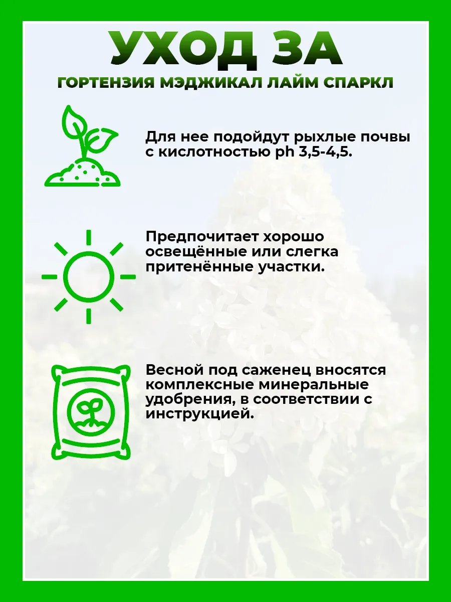 Гортензия метельчатая Мэджикал Лайм Спаркл