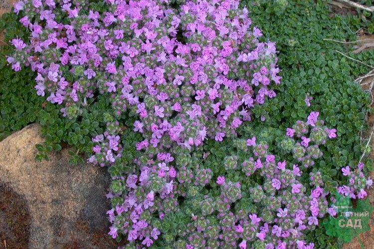 Тимьян ранний Пигмеус (Thymus praecox Pygmaeus) С2 — Питомник Летний сад