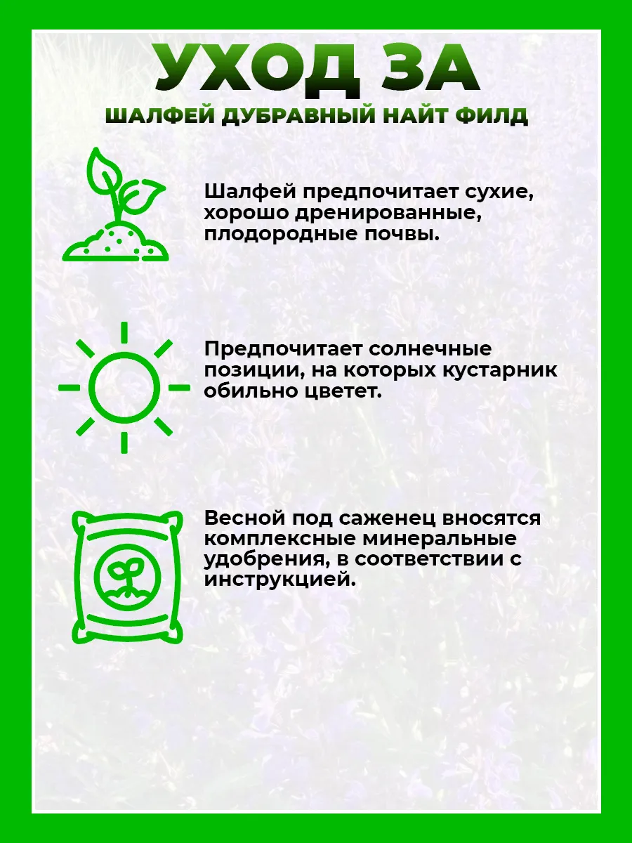 Шалфей дубравный Найт Филд