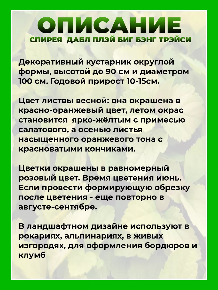 Спирея японская Дабл Плей Биг Бэнг Трейси