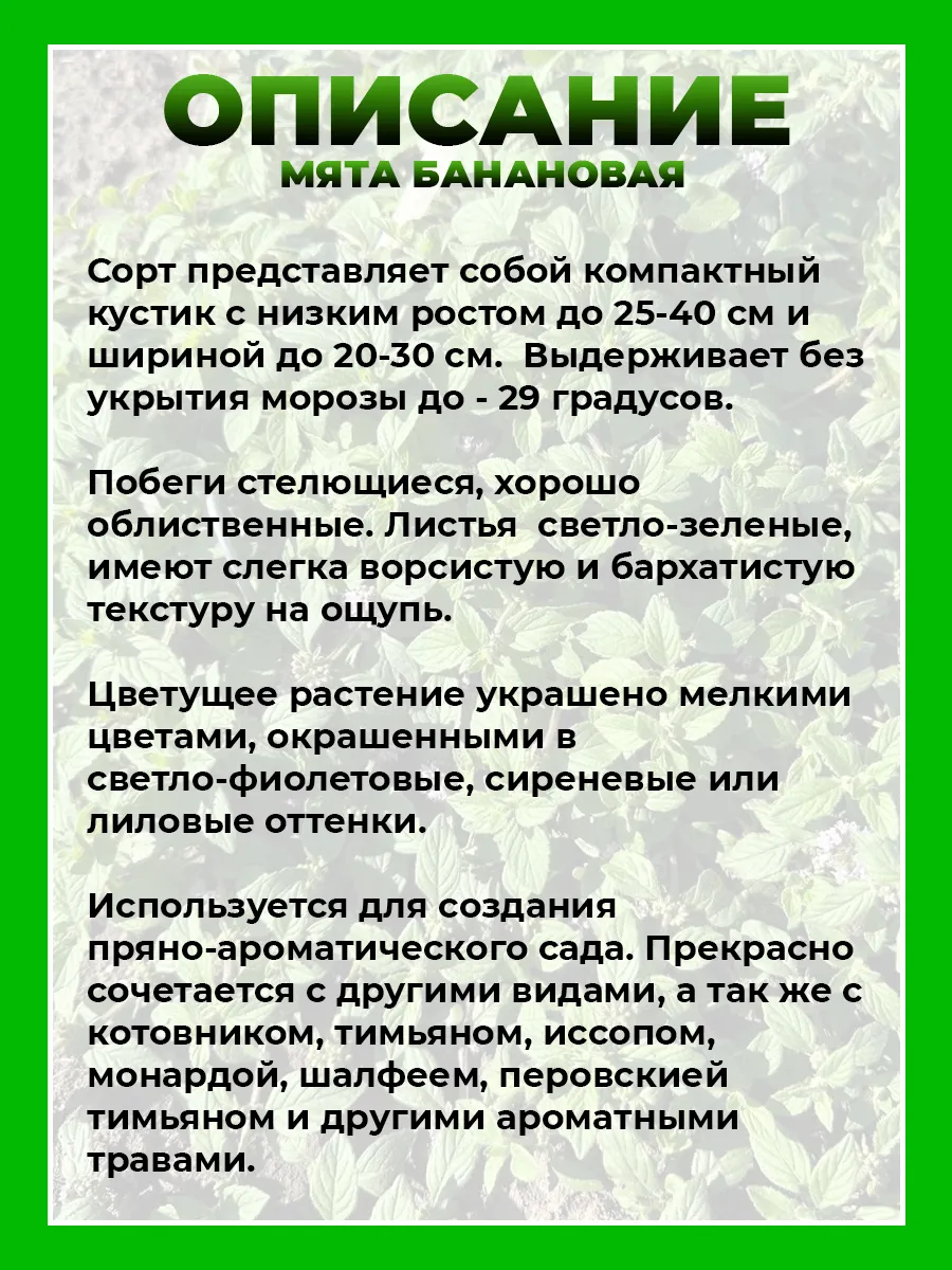 Мята Банановая