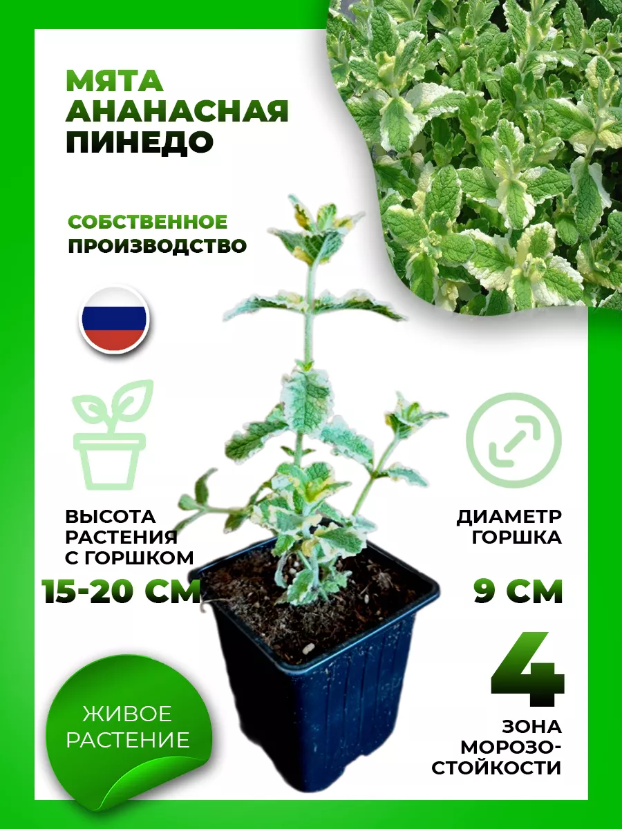 Мята ананасная Пинедо