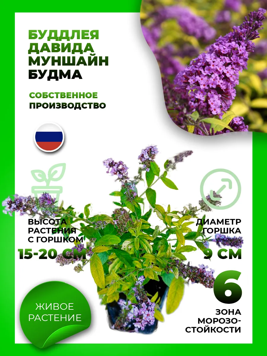 Буддлея Давида Муншайн Будма