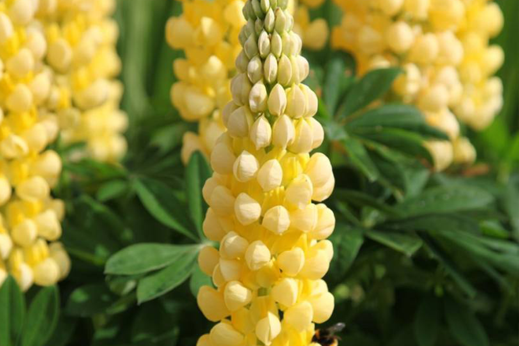 Люпин многолистный Шанделье (Lupinus polyphyllus The Chandelier) С2 ...