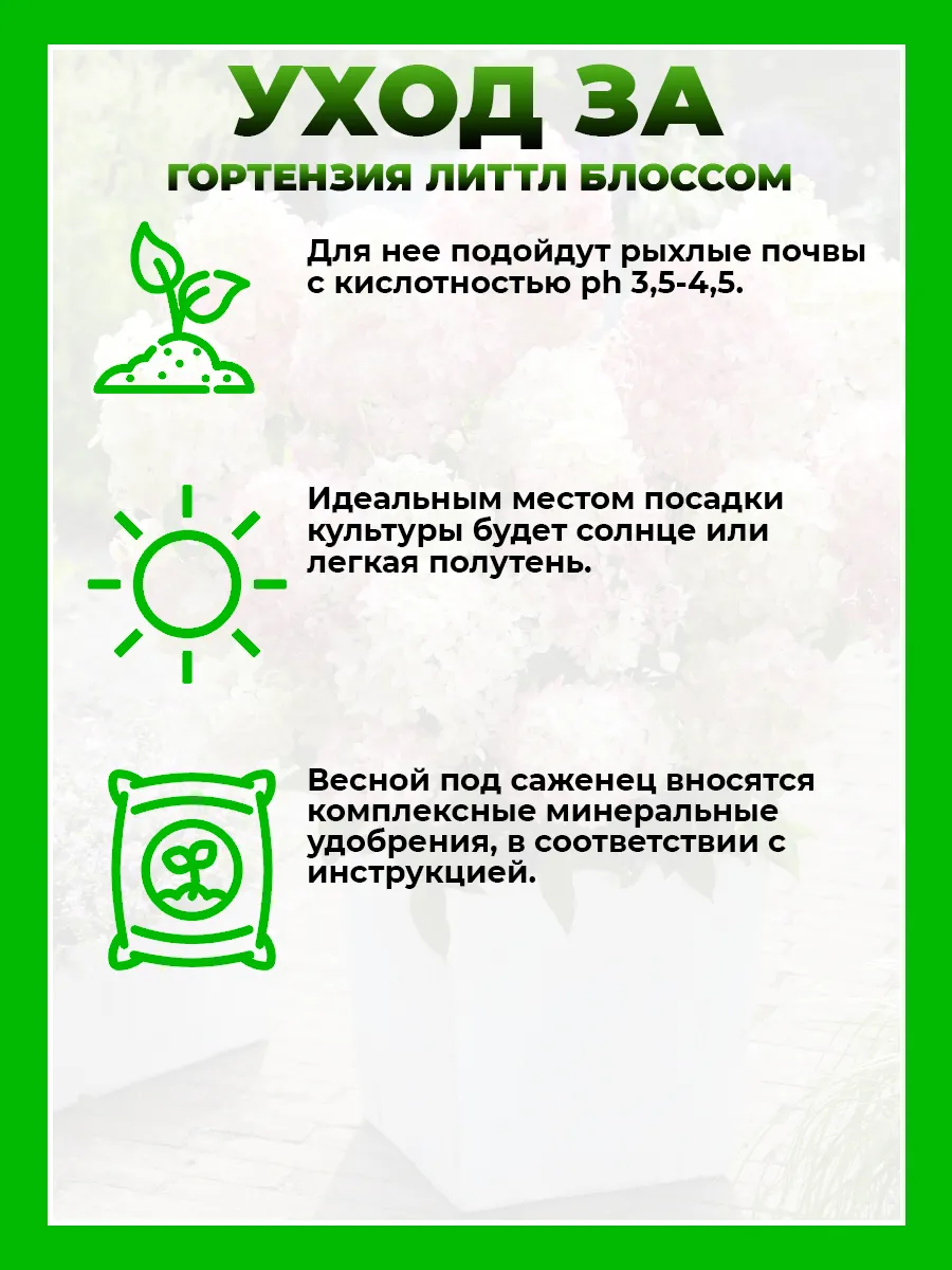 Гортензия метельчатая Литтл Блоссом