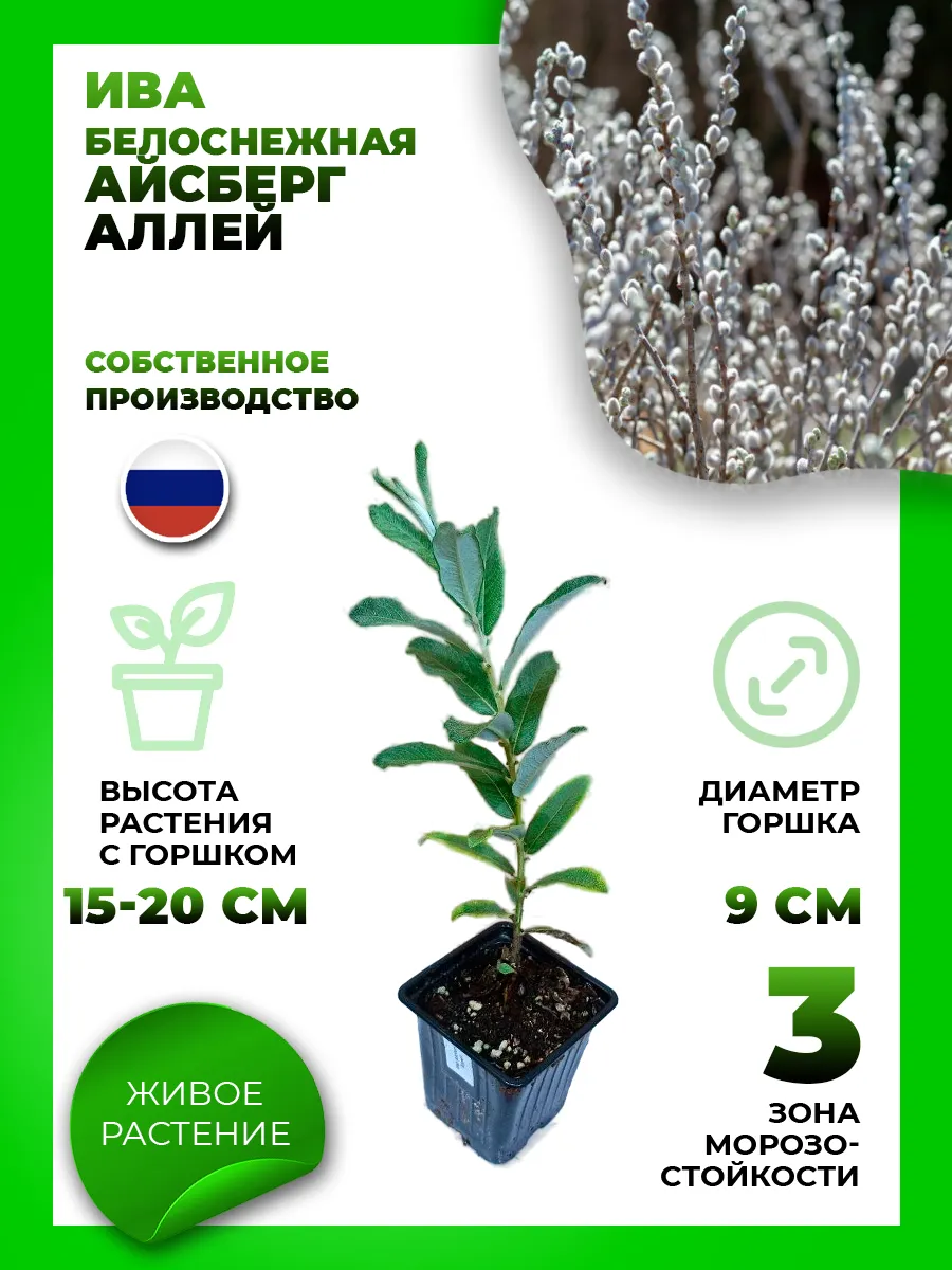 Ива белоснежная Айсберг Аллей