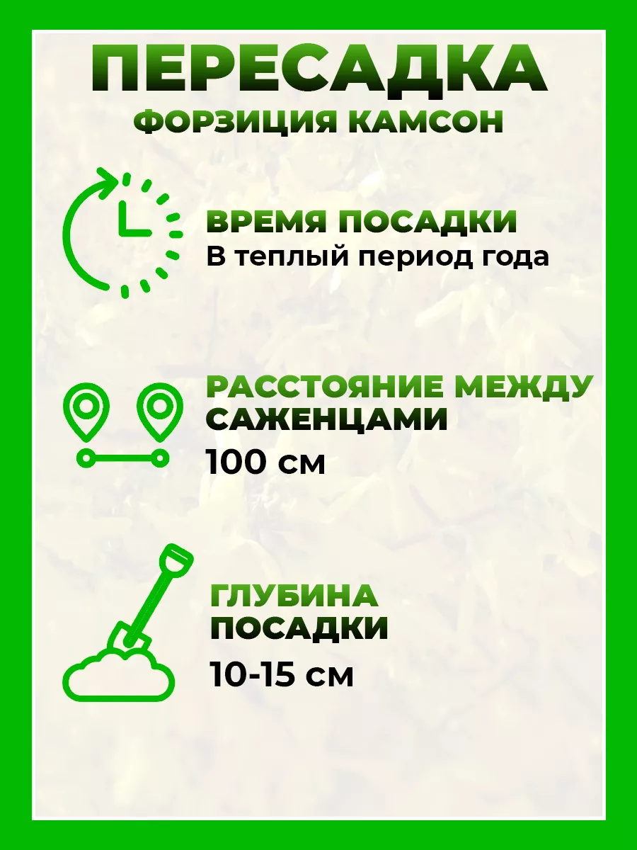 Форзиция зеленейшая Камсон