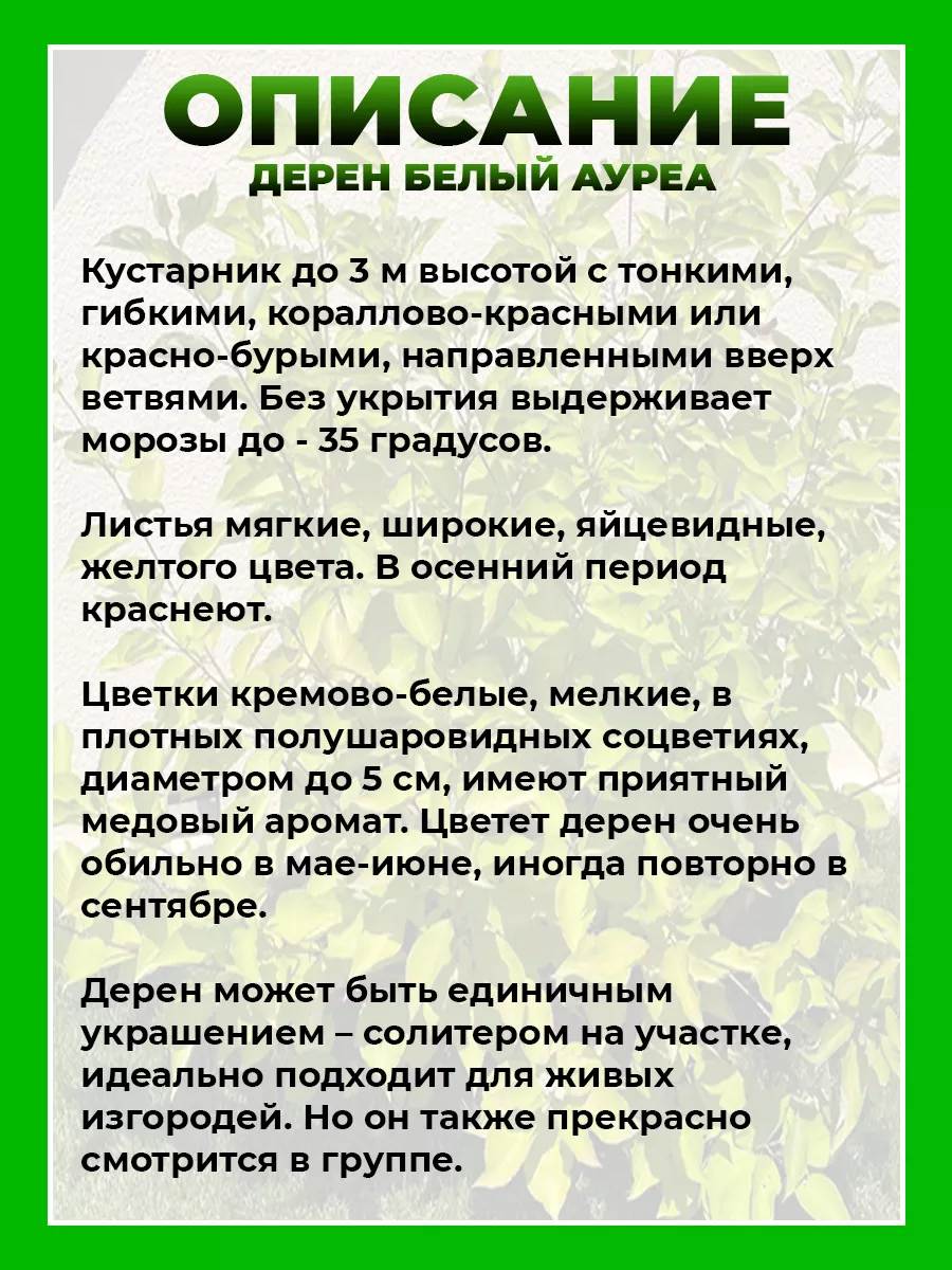Дерен белый Ауреа