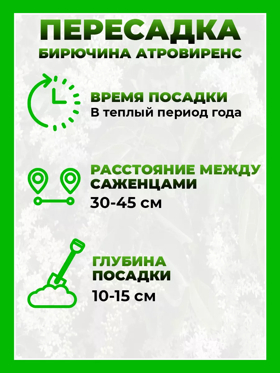 Бирючина обыкновенная Атровиренс
