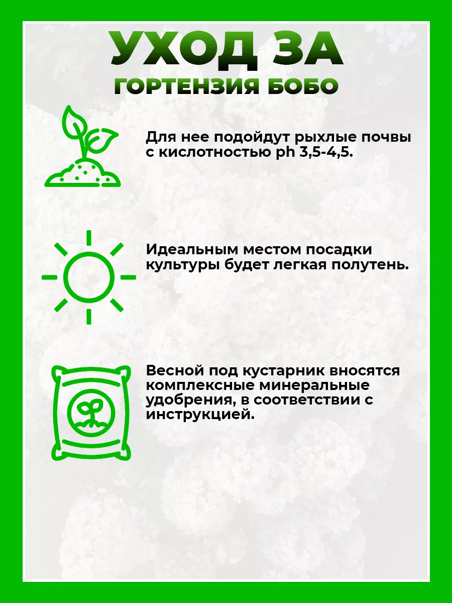 Гортензия метельчатая Бобо