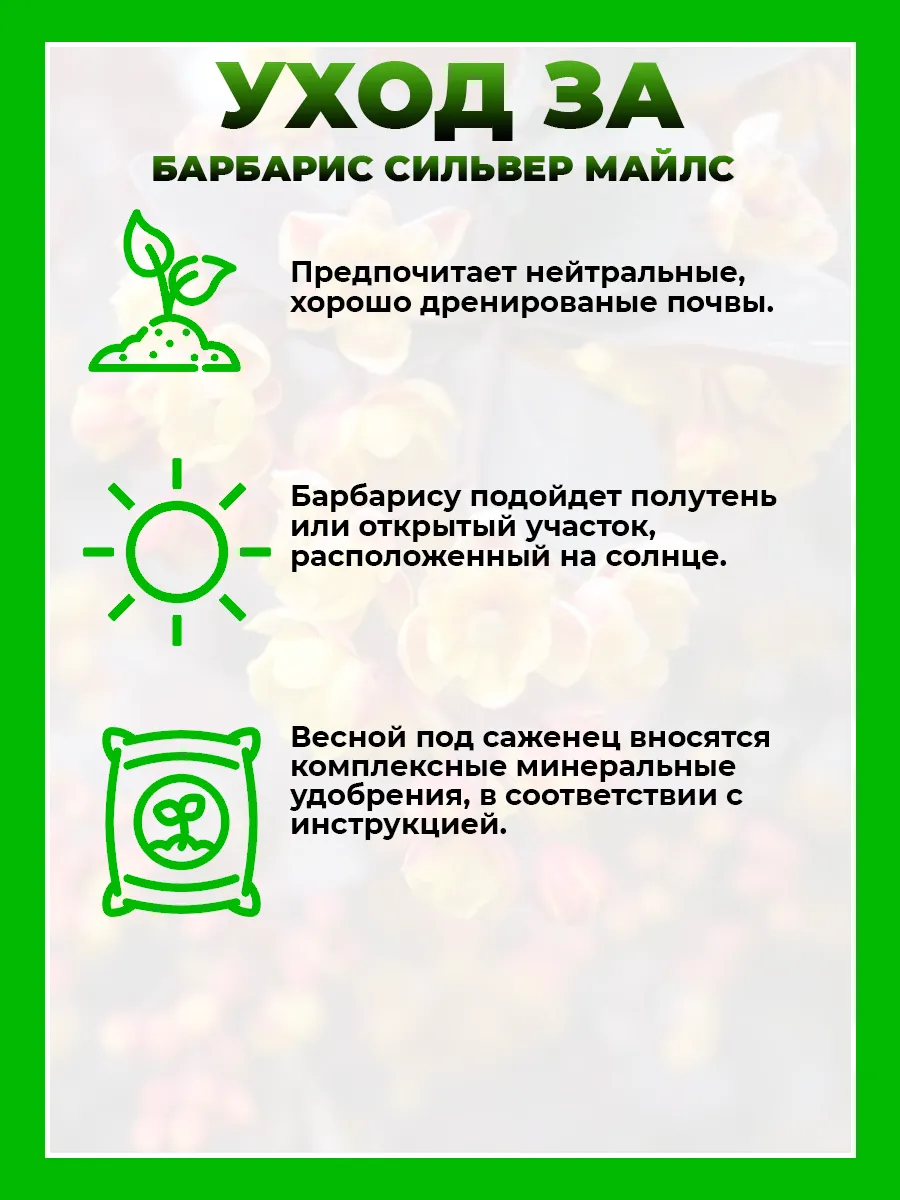 Барбарис оттавский Сильвер Майлс