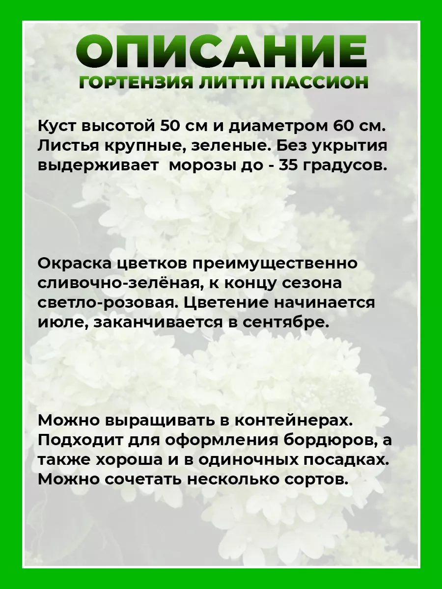 Гортензия метельчатая Литтл Пэшн
