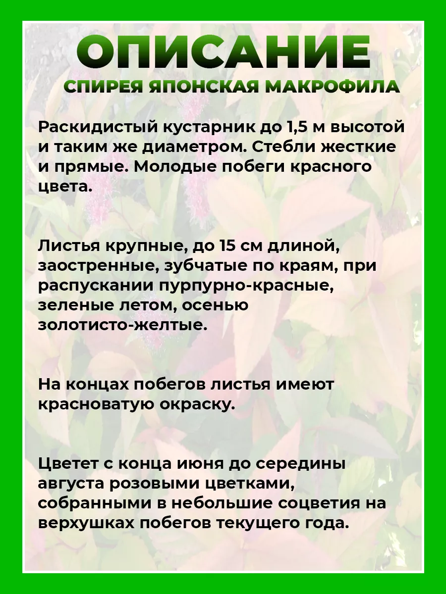 Спирея японская Макрофила