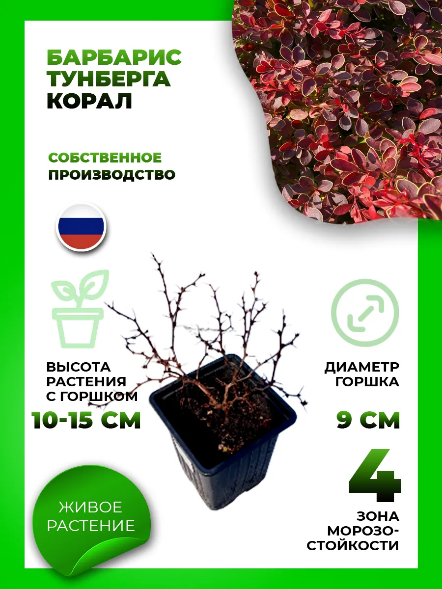 Барбарис Тунберга Корал
