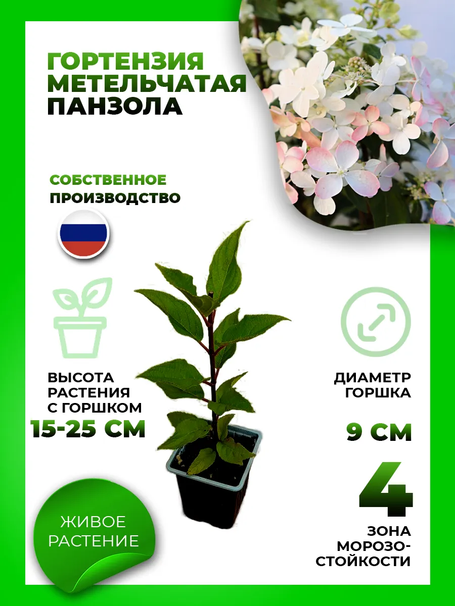 Гортензия метельчатая Панзола