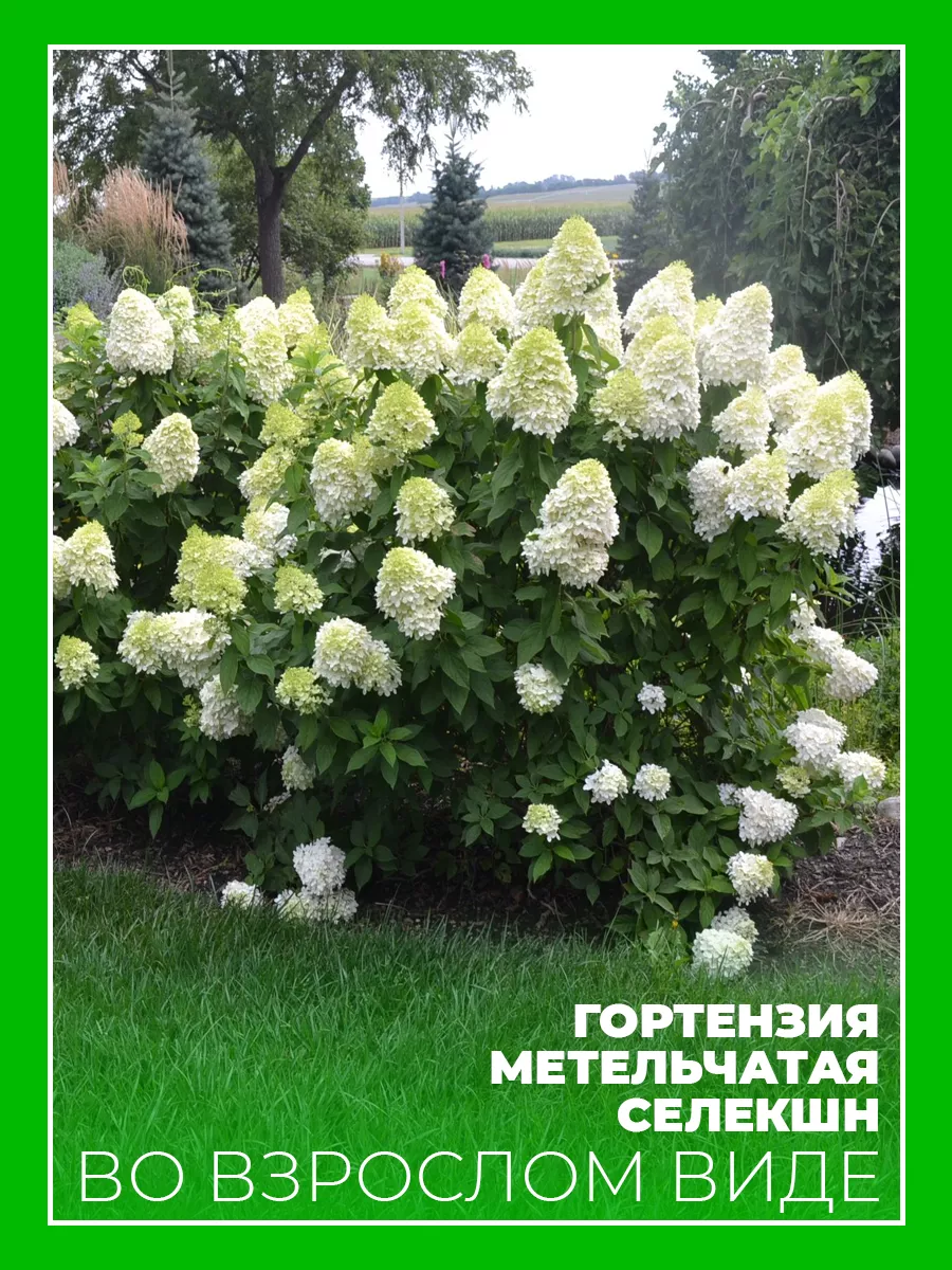 Гортензия метельчатая Селекшн