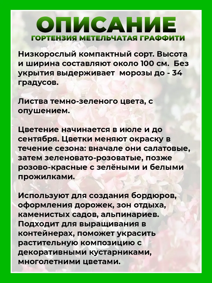 Гортензия метельчатая Граффити