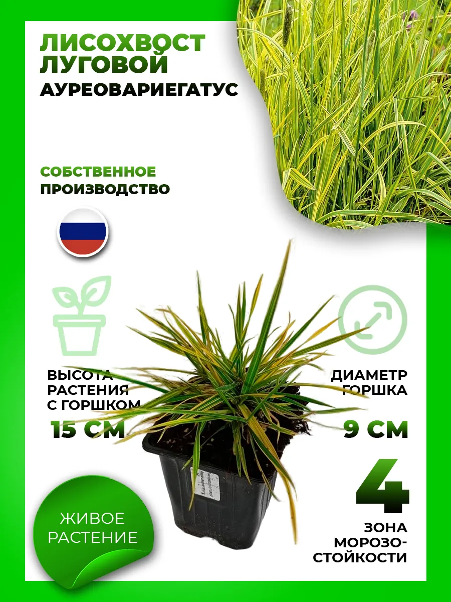 Лисохвост луговой Ауреовариегатус