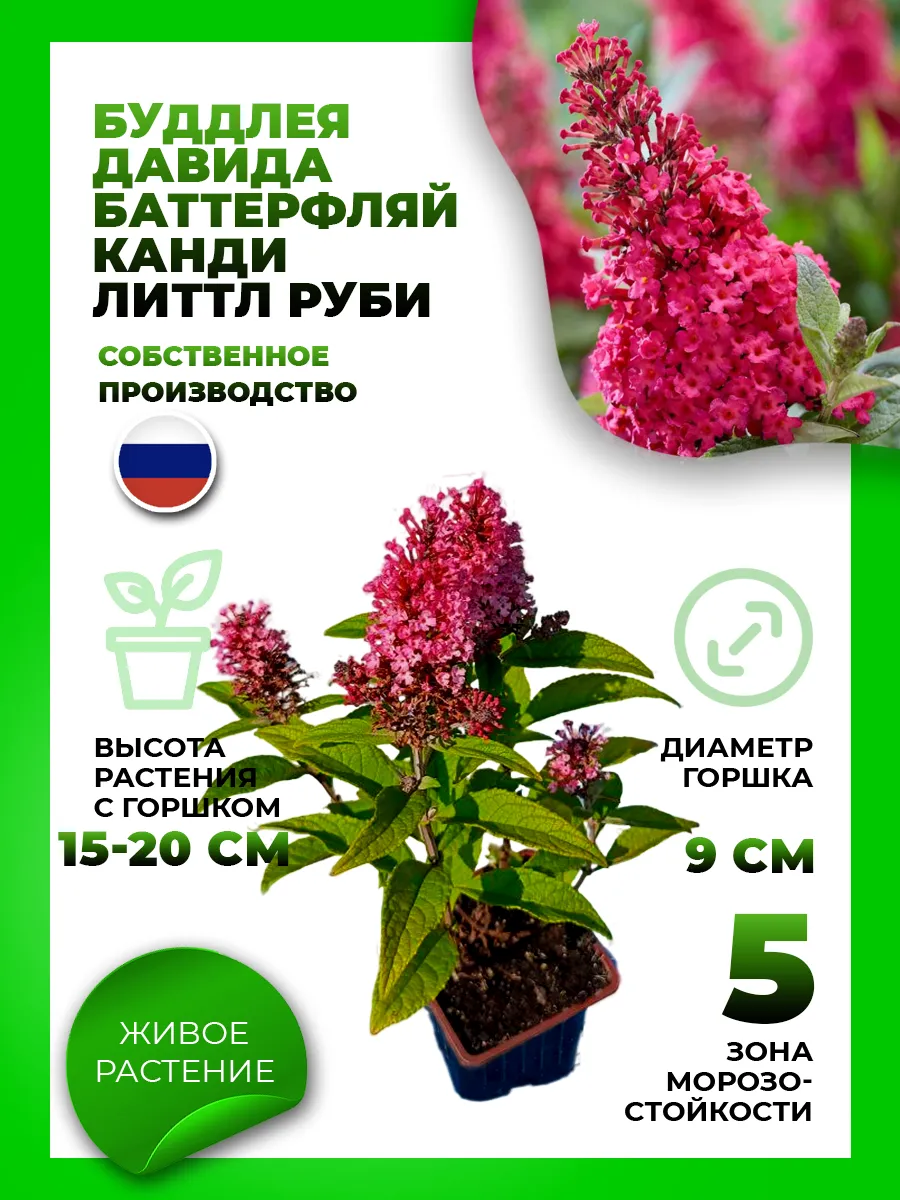 Буддлея Давида Баттерфляй Канди Литтл Руби
