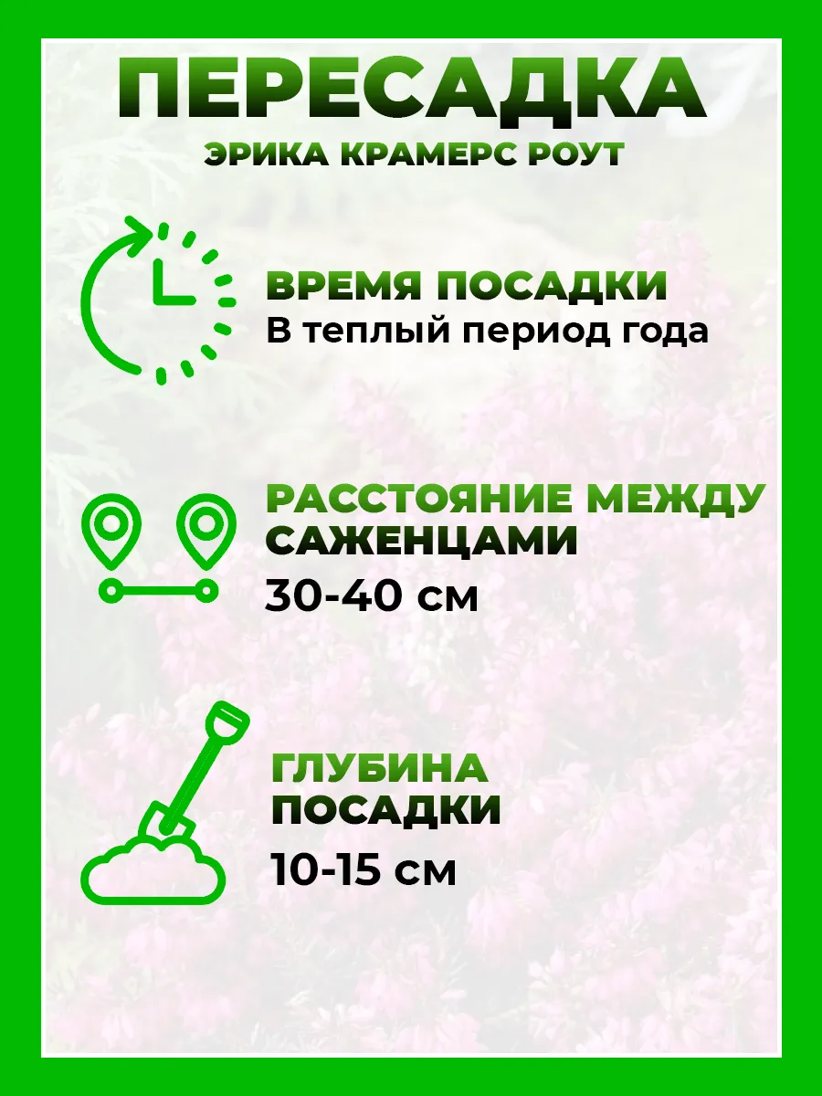Эрика дарлейенская Крамерс Роут