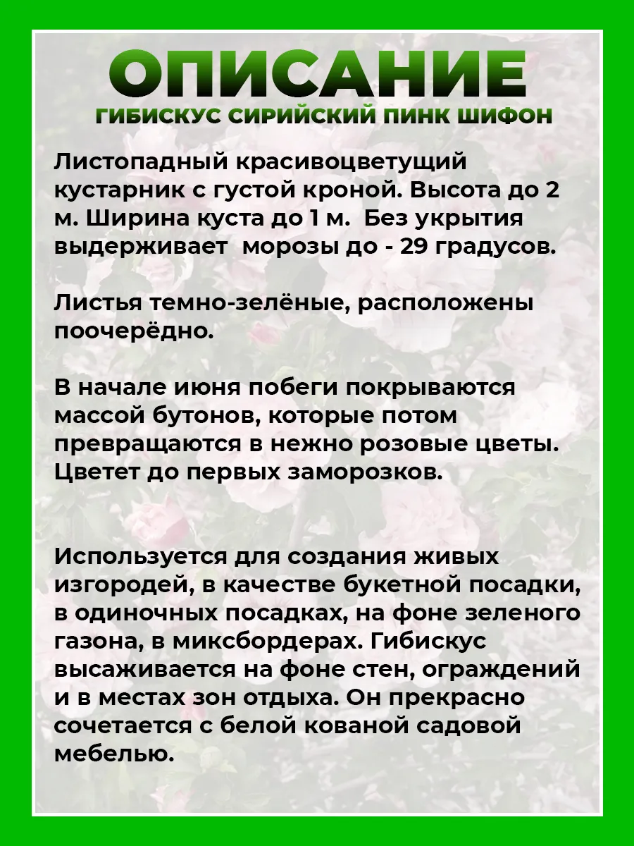 Гибискус сирийский Пинк Шифон