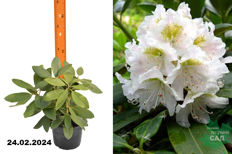 Рододендрон гибридный Катевбинский Альбум (Rhododendron hybrid ...