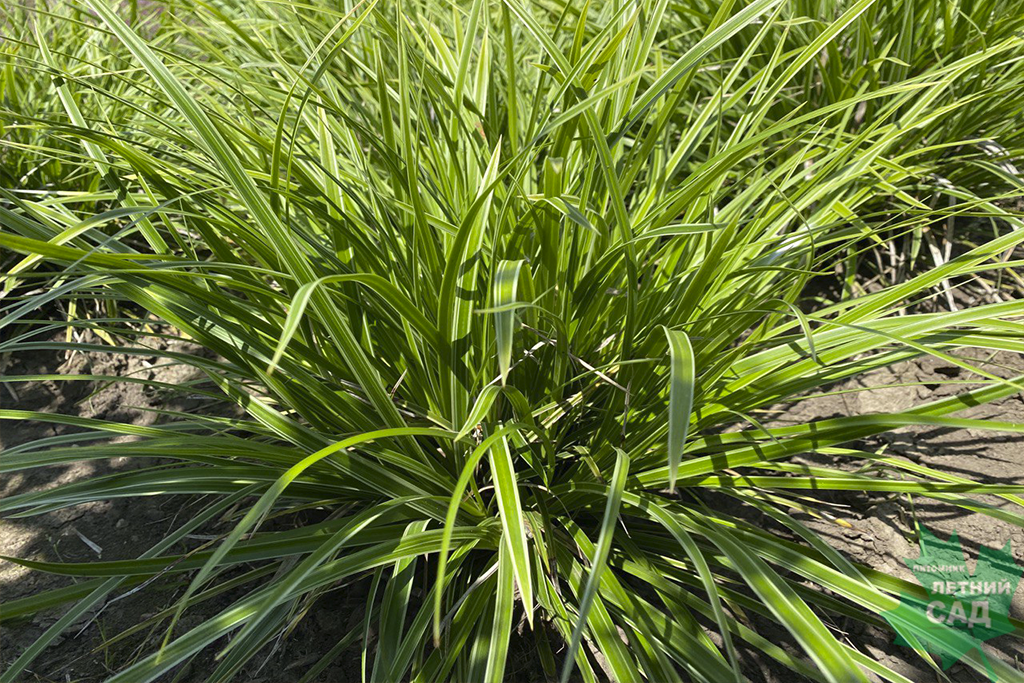 Что Такое Осока Фото