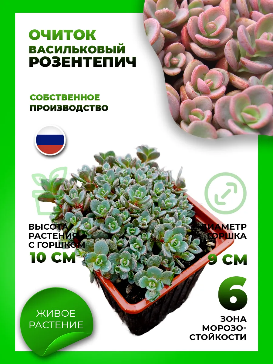 Очиток васильковый Розентепич