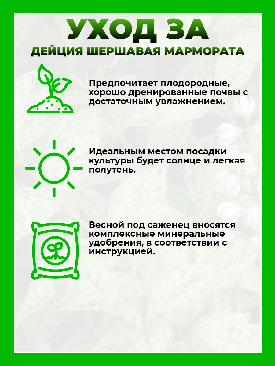 Дейция шершавая Мармората