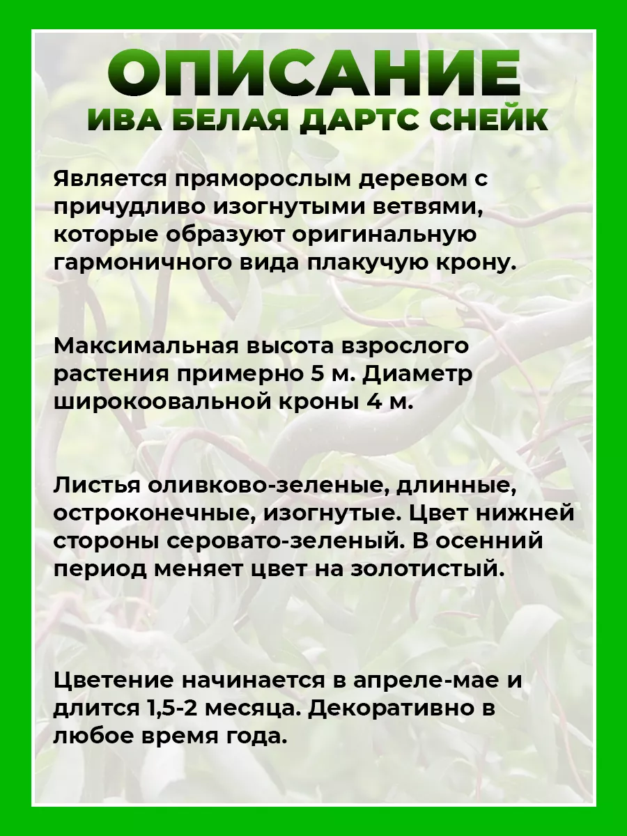 Ива белая Дартс Снейк
