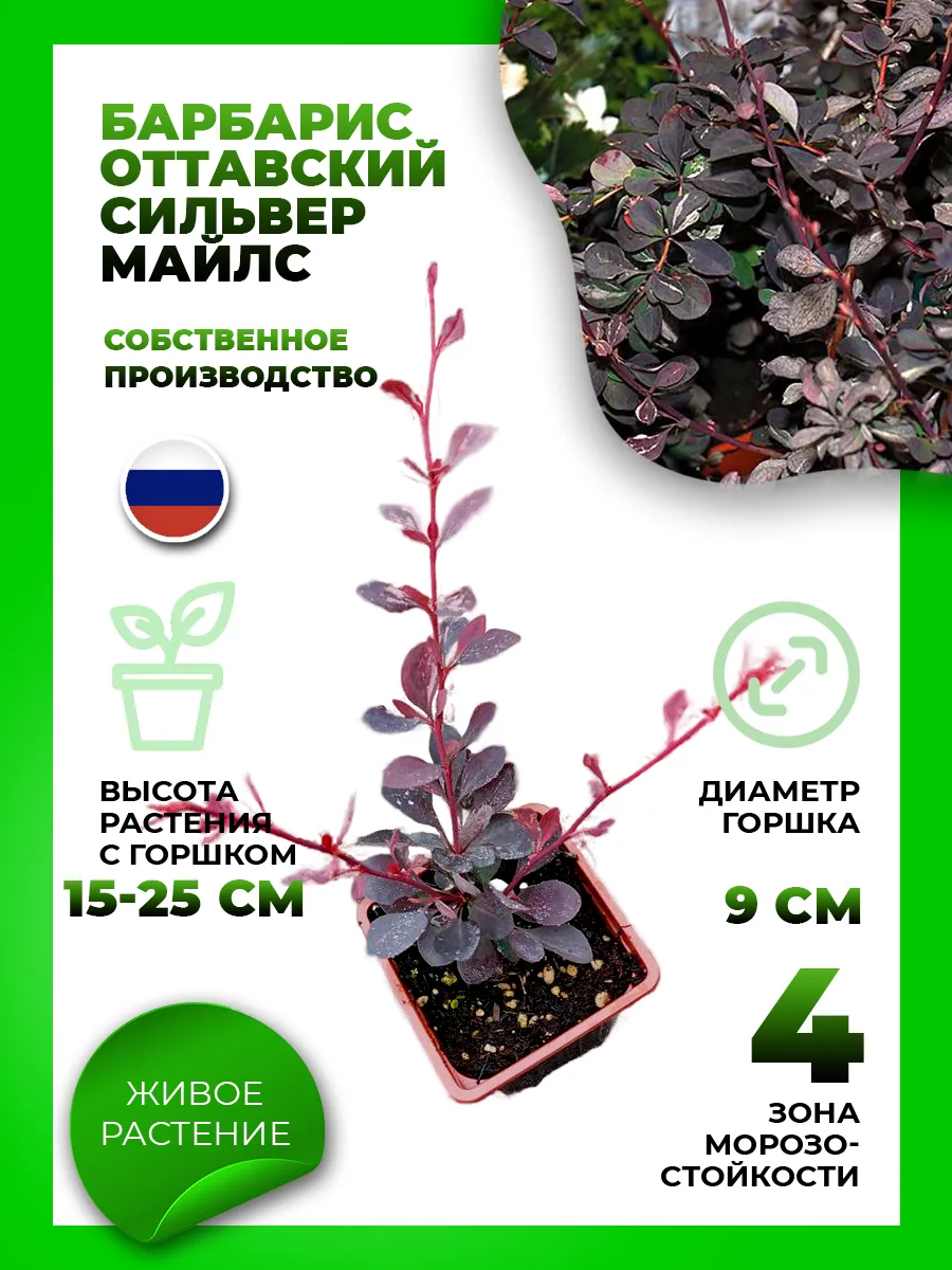 Барбарис оттавский Сильвер Майлс