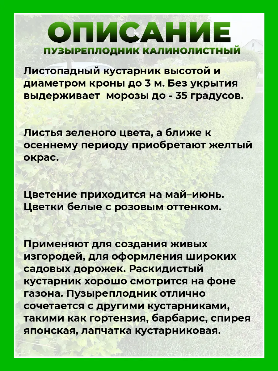 Пузыреплодник калинолистный