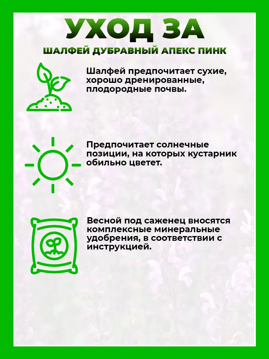 Шалфей дубравный Апекс Пинк