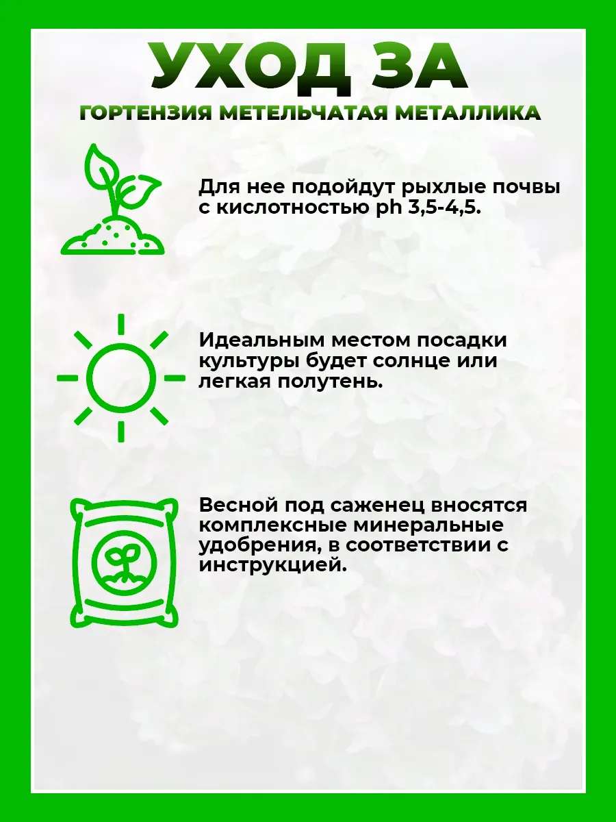 Гортензия метельчатая Металлика