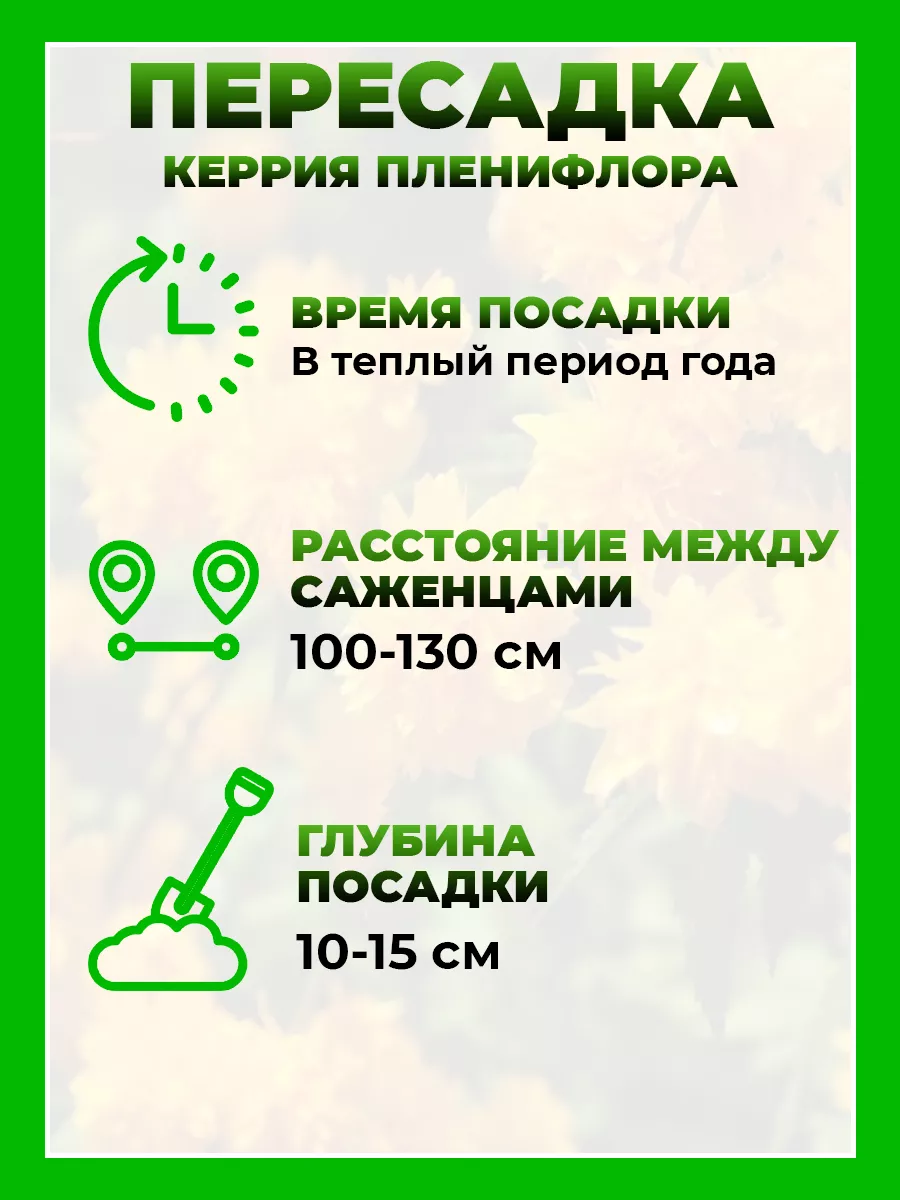 Керрия японская Пленифлора