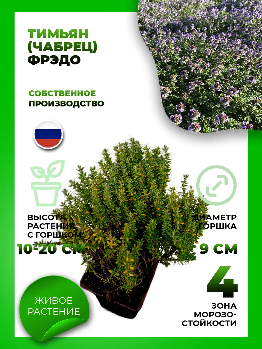 Тимьян обыкновенный Фрэдо