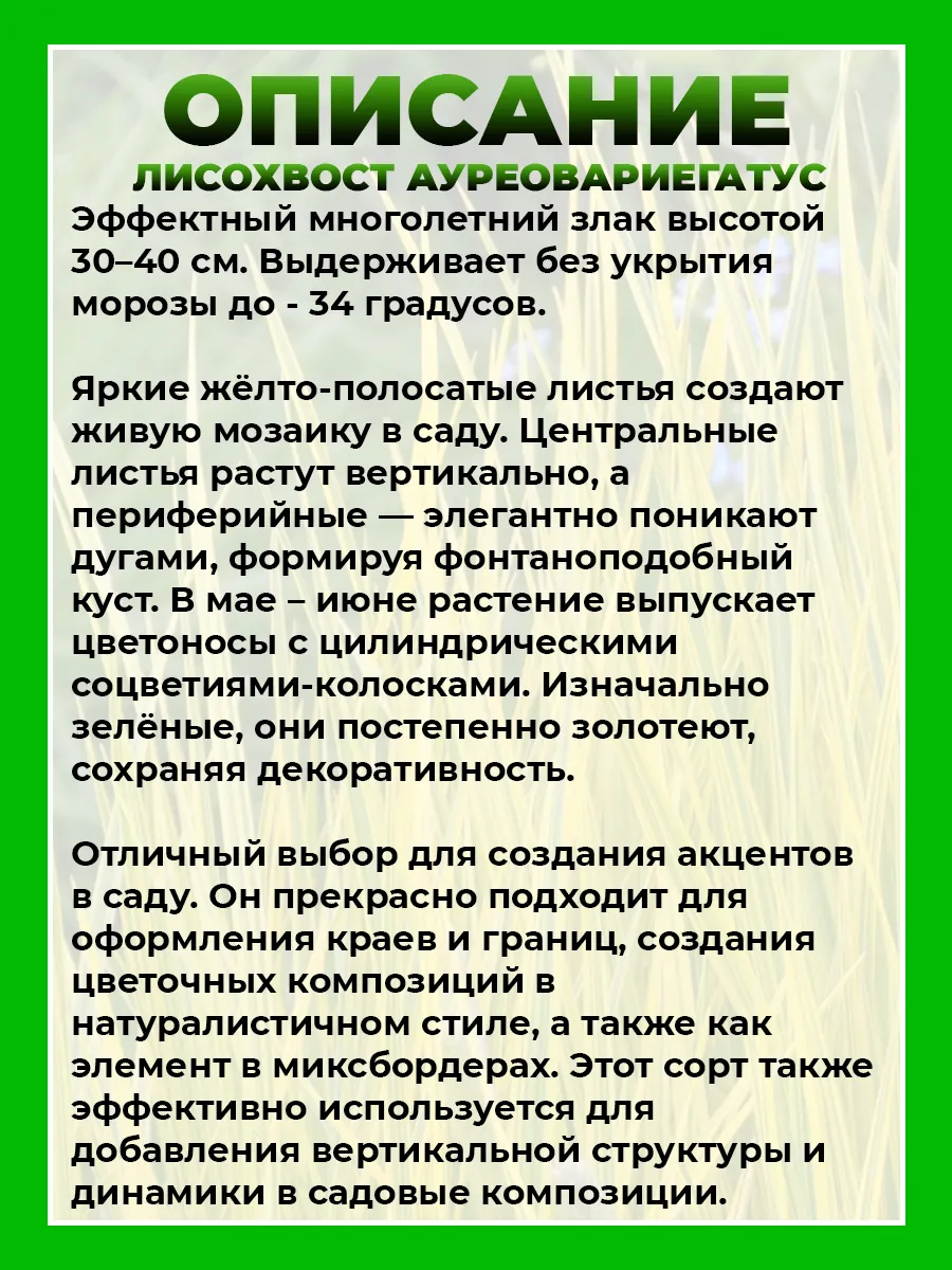 Лисохвост луговой Ауреовариегатус