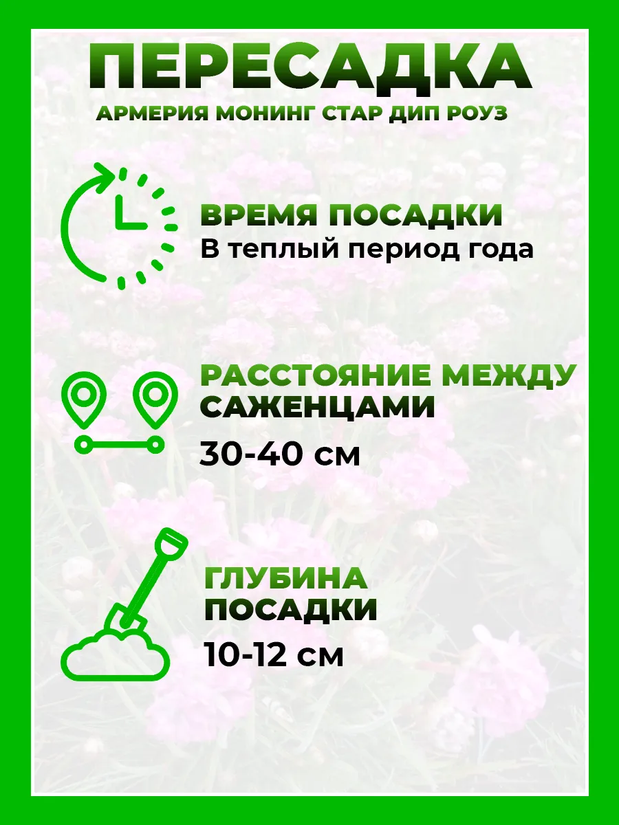 Армерия Монинг Стар Дип Роуз