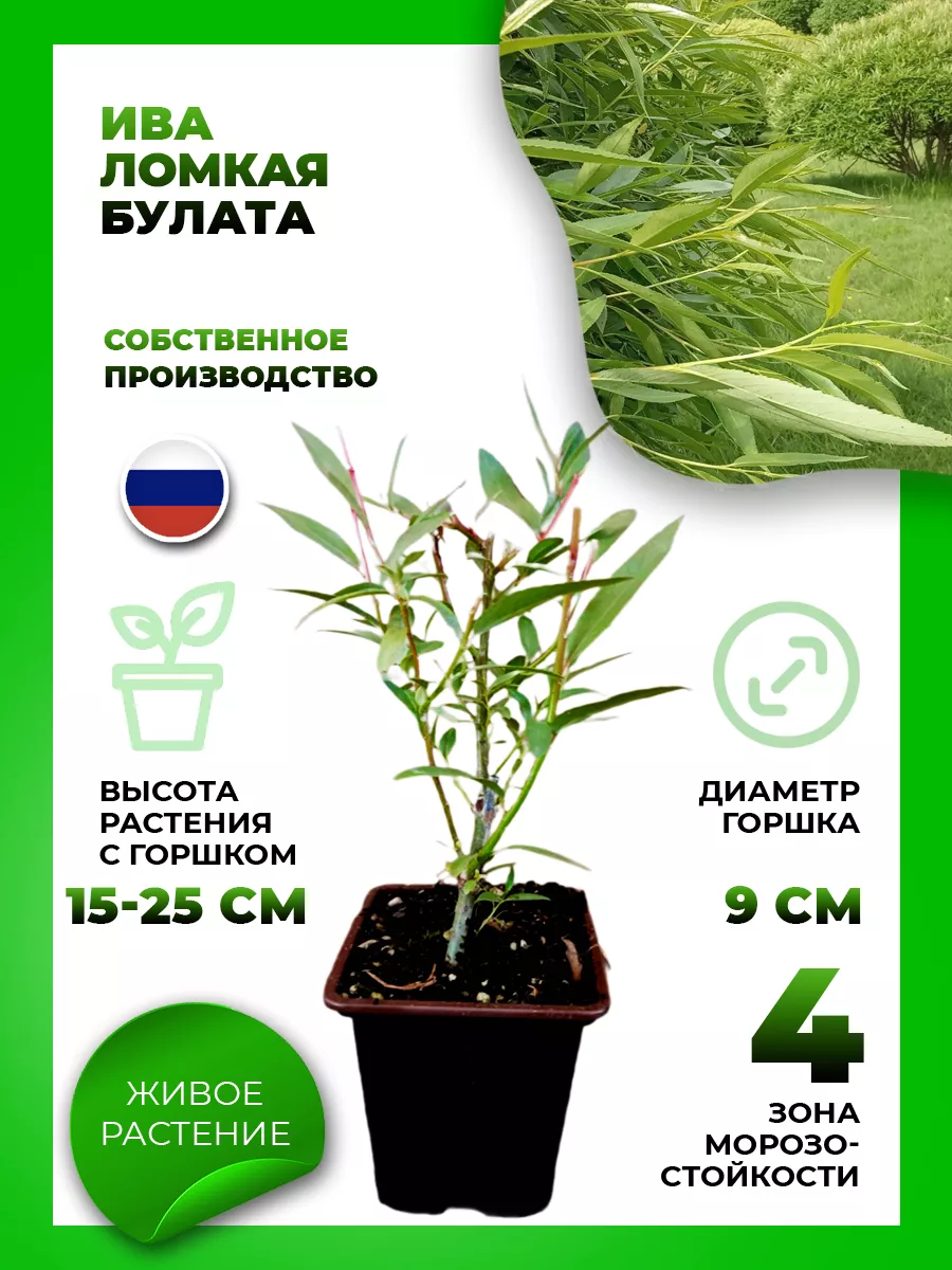 Ива ломкая Булата