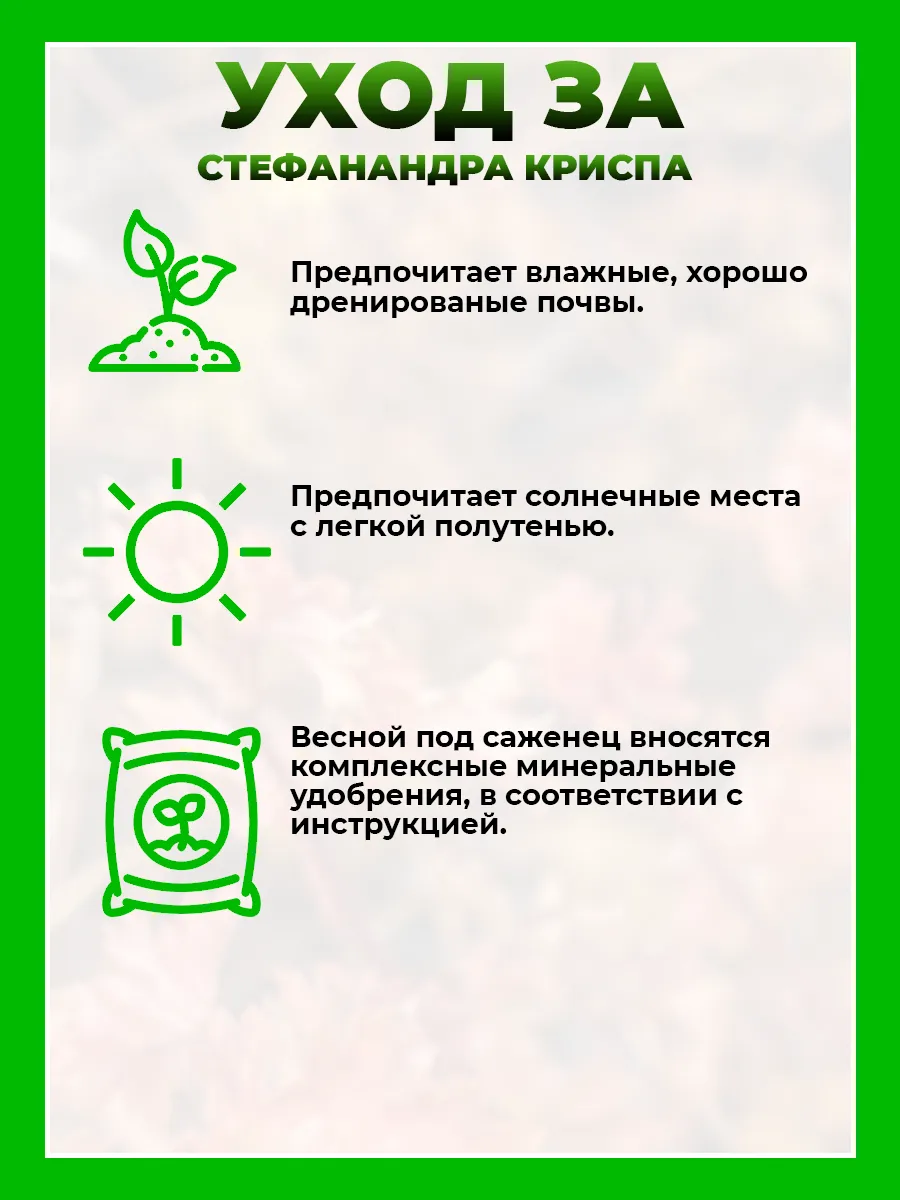 Стефанандра надрезаннолистная Криспа