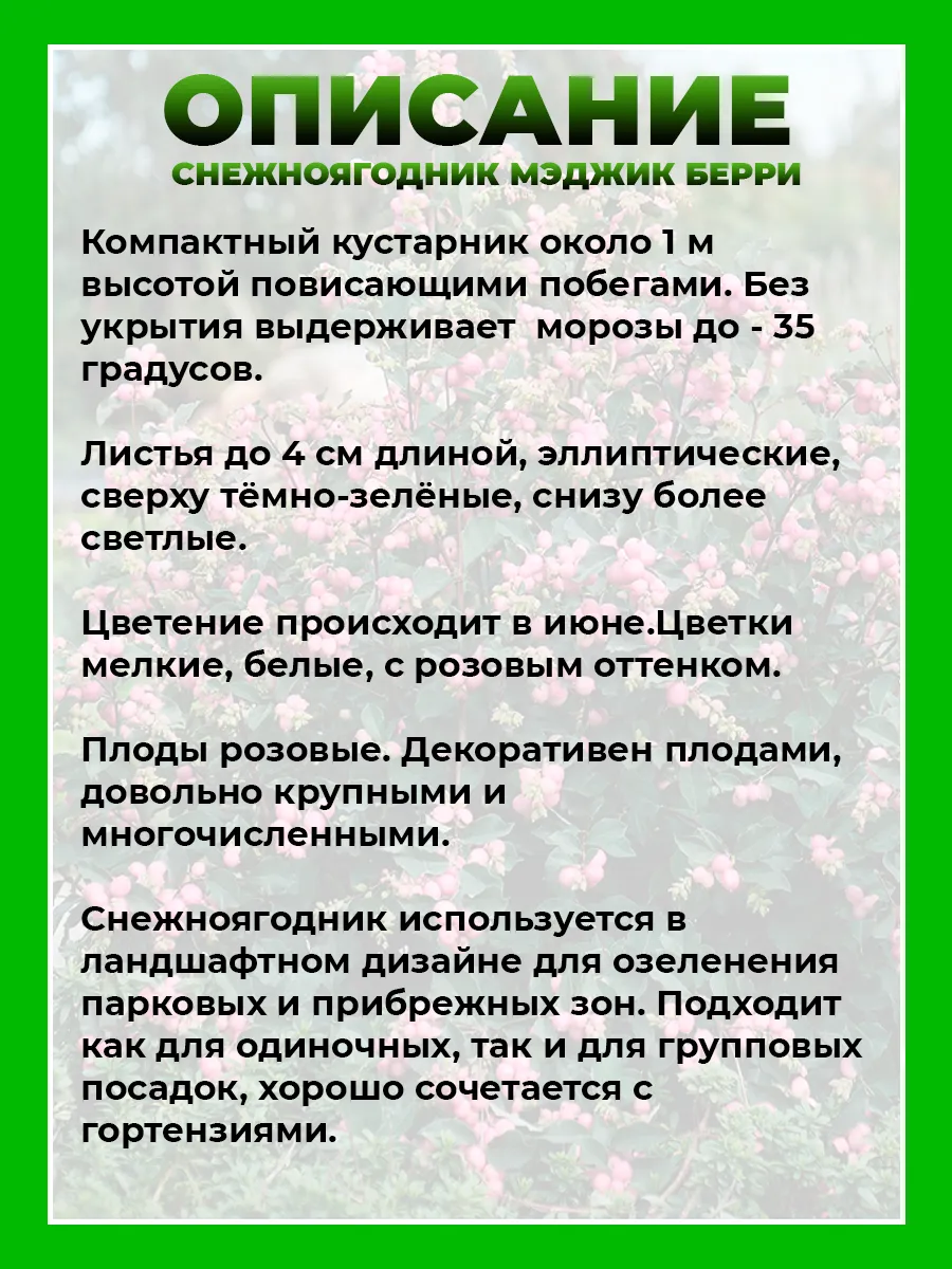Снежноягодник Доренбоза Мэджик Берри