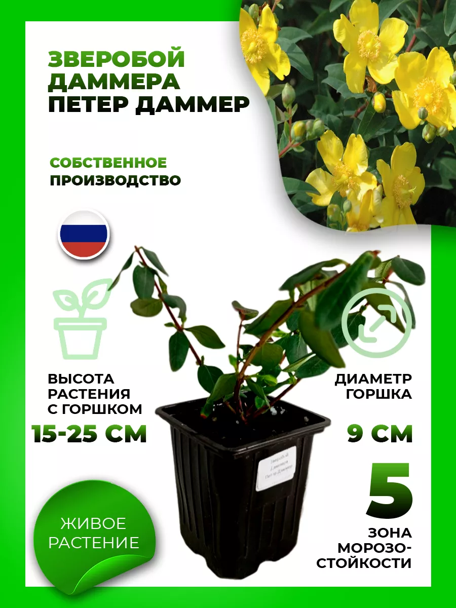 Зверобой Даммера Петер Даммер